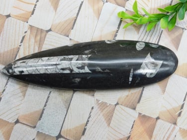 ORTHOCERAS ROCK STONE LAPIDARY SPECIMEN