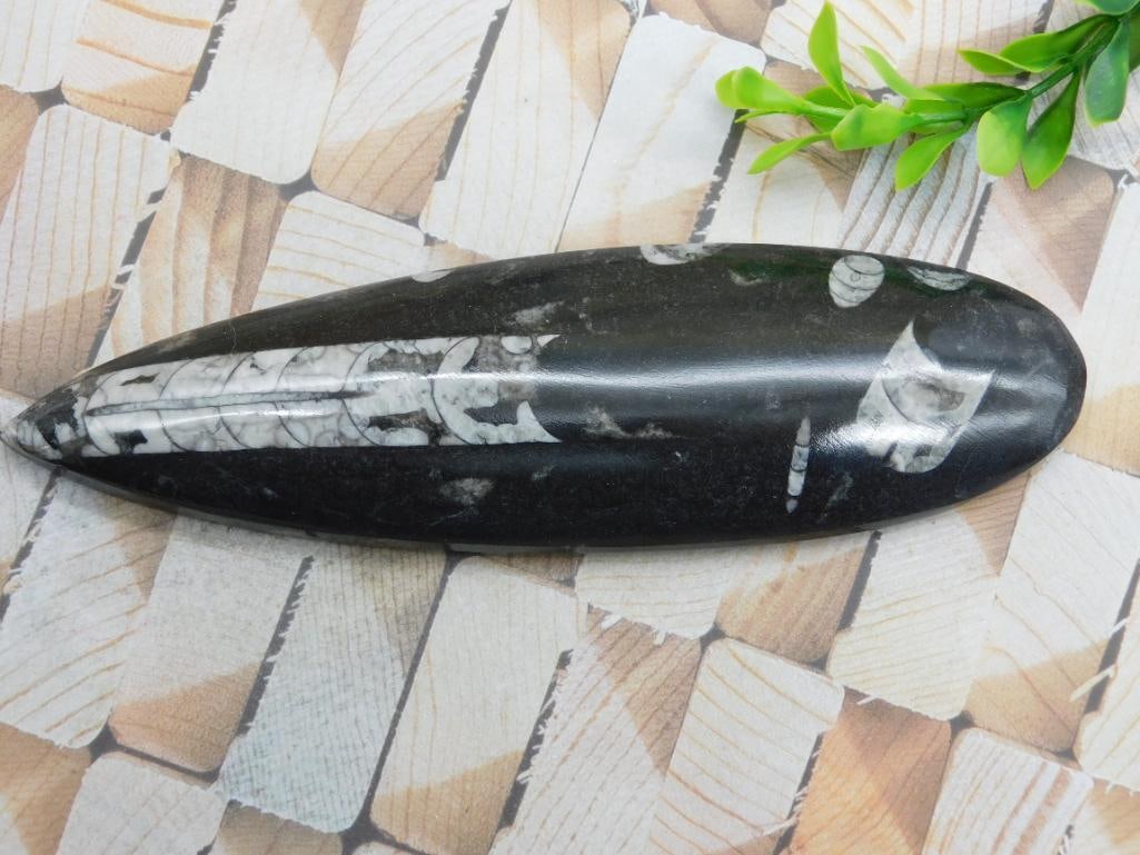 ORTHOCERAS ROCK STONE LAPIDARY SPECIMEN: ORTHOCERAS ROCK STONE LAPIDARY SPECIMEN