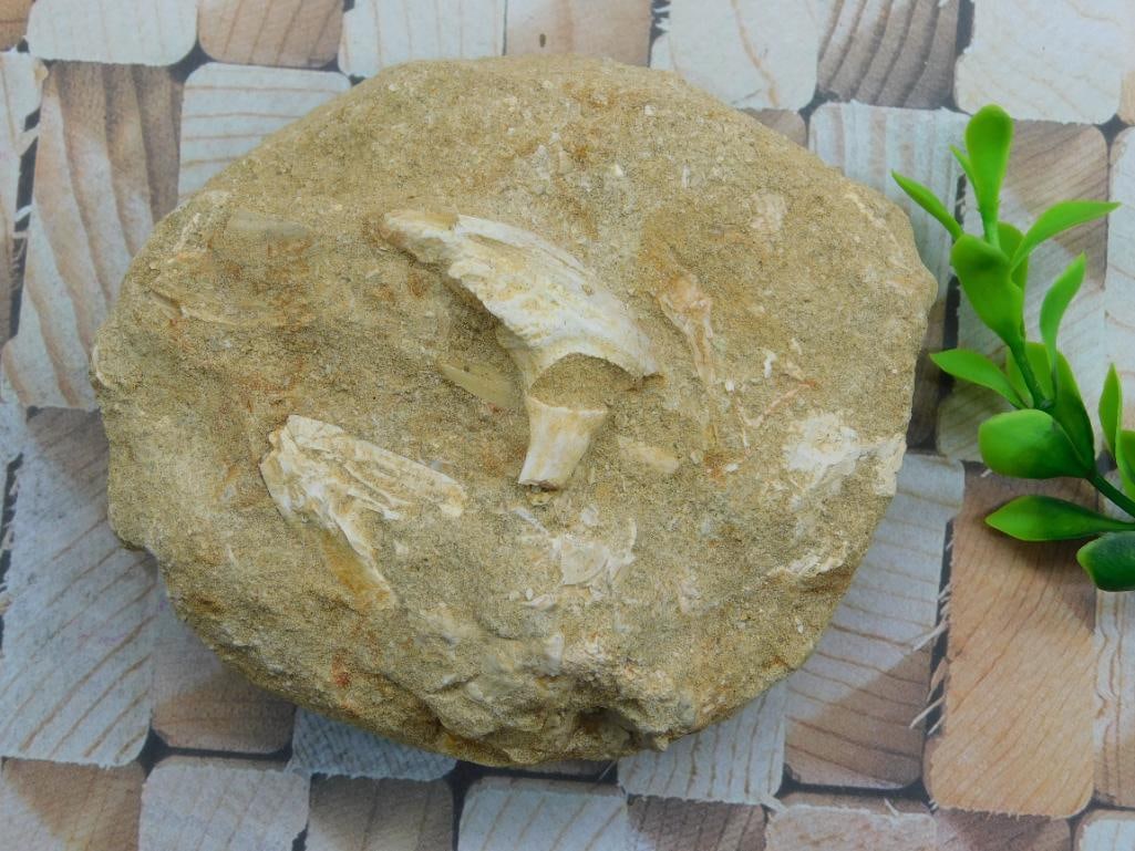 DINOSAUR BONE IN MATRIX ROCK STONE LAPIDARY SPECIMEN: DINOSAUR BONE IN MATRIX ROCK STONE LAPIDARY SPECIMEN