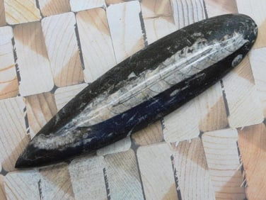 ORTHOCERAS ROCK STONE LAPIDARY SPECIMEN