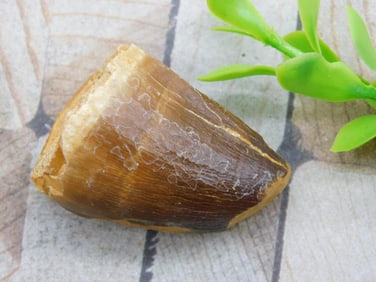 DINOSAUR TOOTH ROCK STONE LAPIDARY SPECIMEN