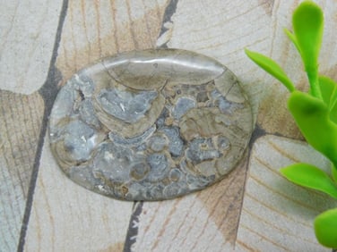 MUSHROOM RHYOLITE CABOCHON ROCK STONE LAPIDARY SPECIMEN