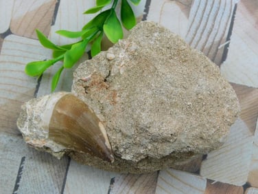 DINOSAUR TOOTH IN MATRIX ROCK STONE LAPIDARY SPECIMEN