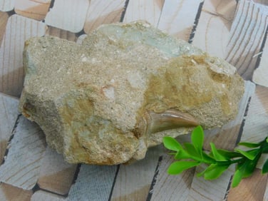 SHARK TOOTH IN MATRIX ROCK STONE LAPIDARY SPECIMEN