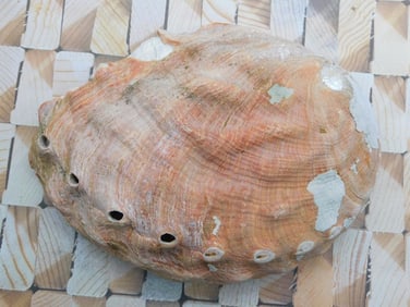 ABALONE SHELL