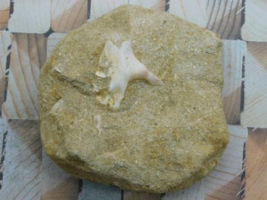 DINOSAUR BONE IN MATRIX ROCK STONE LAPIDARY SPECIMEN