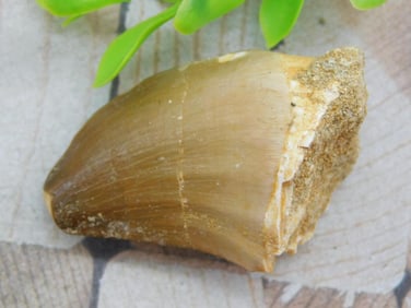 DINOSAUR TOOTH ROCK STONE LAPIDARY SPECIMEN