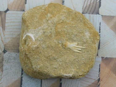 DINOSAUR BONE IN MATRIX ROCK STONE LAPIDARY SPECIMEN