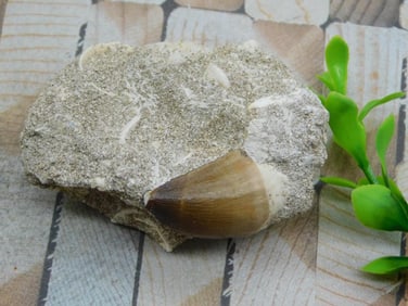 DINOSAUR TOOTH IN MATRIX ROCK STONE LAPIDARY SPECIMEN