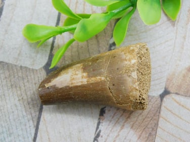 DINOSAUR TOOTH ROCK STONE LAPIDARY SPECIMEN