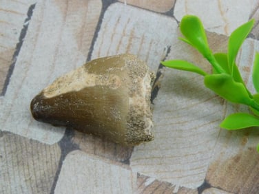 DINOSAUR TOOTH ROCK STONE LAPIDARY SPECIMEN