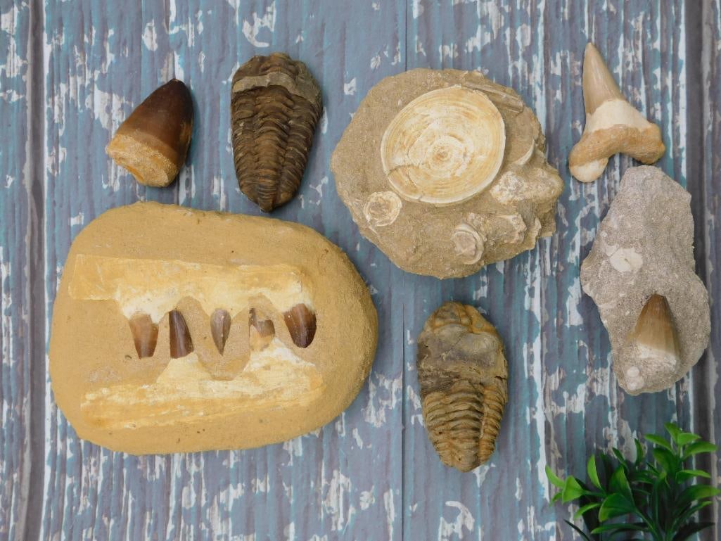 MIXED FOSSIL LOT ROCK STONE LAPIDARY SPECIMEN: MIXED FOSSIL LOT ROCK STONE LAPIDARY SPECIMEN