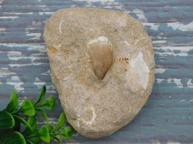 DINOSAUR TOOTH IN MATRIX ROCK STONE LAPIDARY SPECIMEN