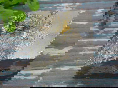 ILLUSTRIOUS SPANISH PYRITE CUBE ROCK STONE LAPIDARY SPECIMEN