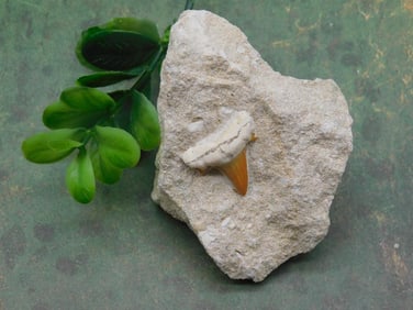 SHARK TOOTH IN MATRIX ROCK STONE LAPIDARY SPECIMEN
