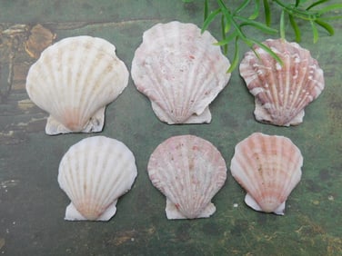 SCALLOP SHELLS