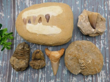 MIXED FOSSIL LOT ROCK STONE LAPIDARY SPECIMEN