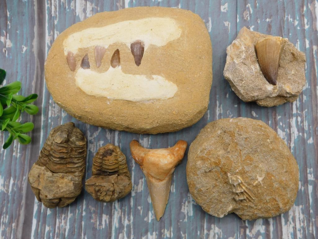 MIXED FOSSIL LOT ROCK STONE LAPIDARY SPECIMEN: MIXED FOSSIL LOT ROCK STONE LAPIDARY SPECIMEN