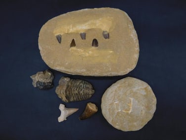 MIXED FOSSIL LOT ROCK STONE LAPIDARY SPECIMEN