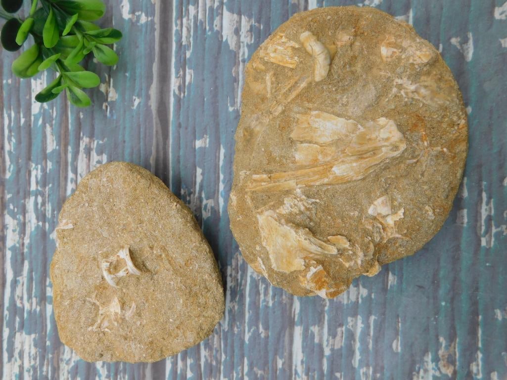 ENCHODUS FOSSIL ROCK STONE LAPIDARY SPECIMEN: ENCHODUS FOSSIL ROCK STONE LAPIDARY SPECIMEN