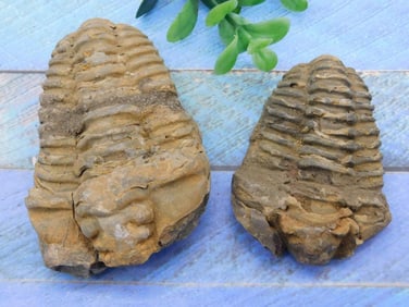 TRILOBITES ROCK STONE LAPIDARY SPECIMEN