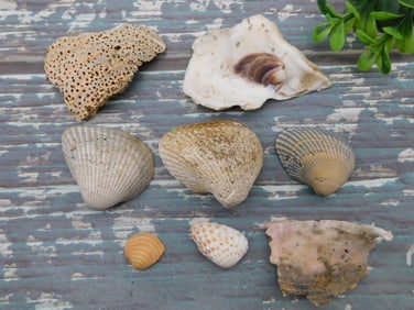 SHELLS