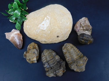 MIXED FOSSIL LOT ROCK STONE LAPIDARY SPECIMEN
