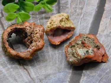 FOSSILIZED CORAL ROCK STONE LAPIDARY SPECIMEN