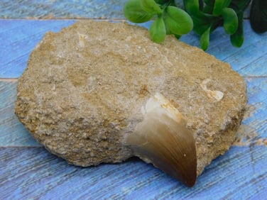 DINOSAUR TOOTH IN MATRIX ROCK STONE LAPIDARY SPECIMEN