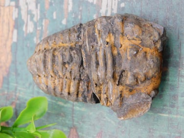 TRILOBITE ROCK STONE LAPIDARY SPECIMEN