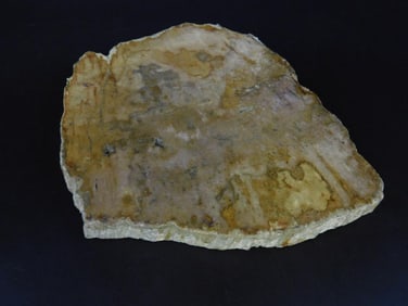 PETRIFIED WOOD SLAB ROCK STONE LAPIDARY SPECIMEN