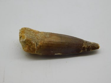 SPINOSAURUS TOOTH
