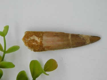 SPINOSAURUS TOOTH ROCK STONE LAPIDARY SPECIMEN