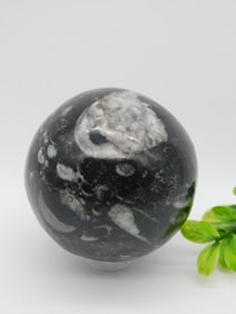 ORTHOCERAS SPHERE ROCK STONE LAPIDARY SPECIMEN