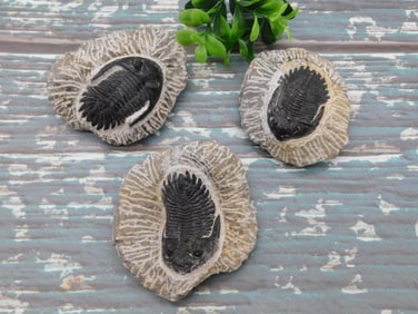 TRILOBITE FOSSILS ROCK STONE LAPIDARY SPECIMEN