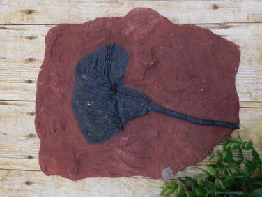 CRINOID SCYPHOCRINUS FOSSIL ROCK STONE LAPIDARY SPECIMEN