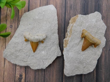 SHARK TEETH ROCK STONE LAPIDARY SPECIMEN