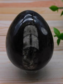 ORTHOCERAS EGG ROCK STONE LAPIDARY SPECIMEN