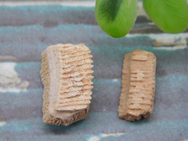 STINGRAY TEETH ROCK STONE LAPIDARY SPECIMEN