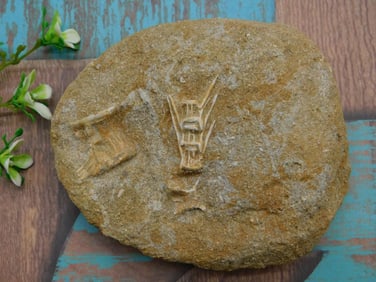 ENCHODUS FOSSIL ROCK STONE LAPIDARY SPECIMEN