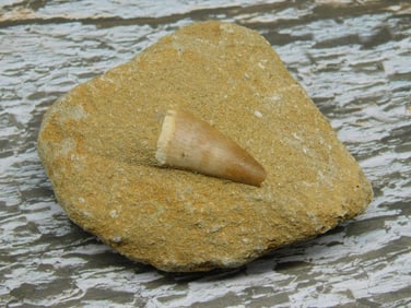 Fossilized Shark Tooth Embedded in Matrix