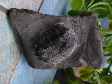 Fossilized Trilobite in Sedimentary Rock for Auction