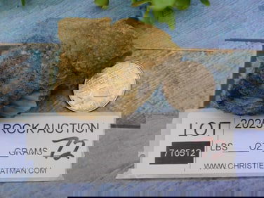 Fossilized Specimen Rock Stone Lapidary Specimen