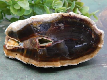 Agate Rock Stone Lapidary Specimen