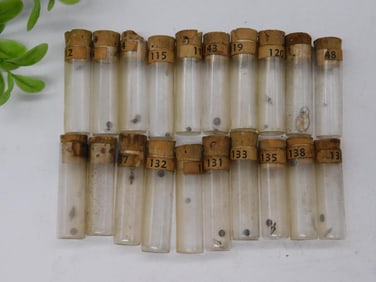 Numbered Vintage Specimen Vials with Cork Stoppers WATCHMAKER WATCHMAKING TOOLS