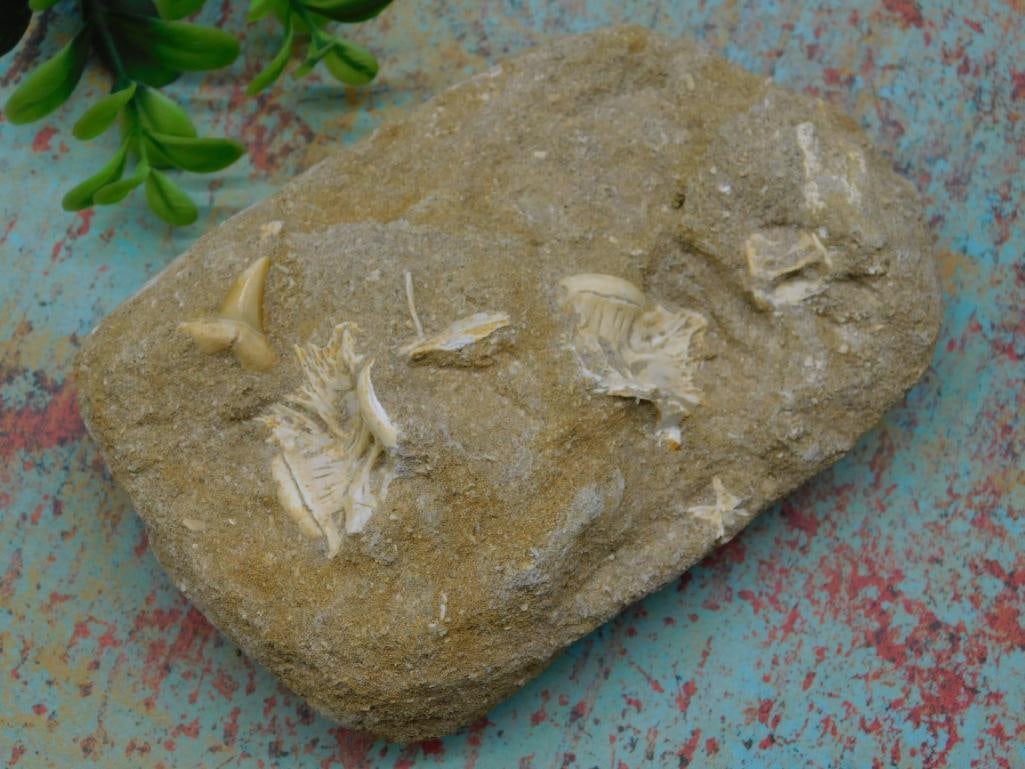 FOSSIL IN MATRIX ROCK STONE LAPIDARY SPECIMEN: FOSSIL IN MATRIX ROCK STONE LAPIDARY SPECIMEN
