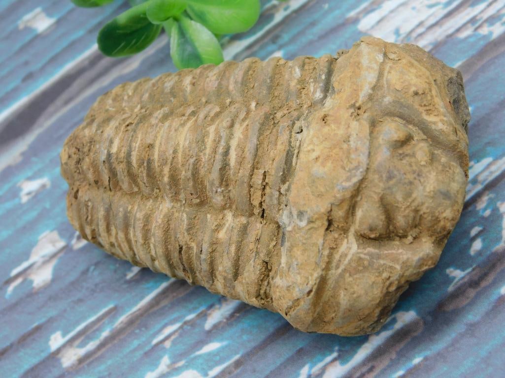 TRILOBITE ROCK STONE LAPIDARY SPECIMEN: TRILOBITE ROCK STONE LAPIDARY SPECIMEN