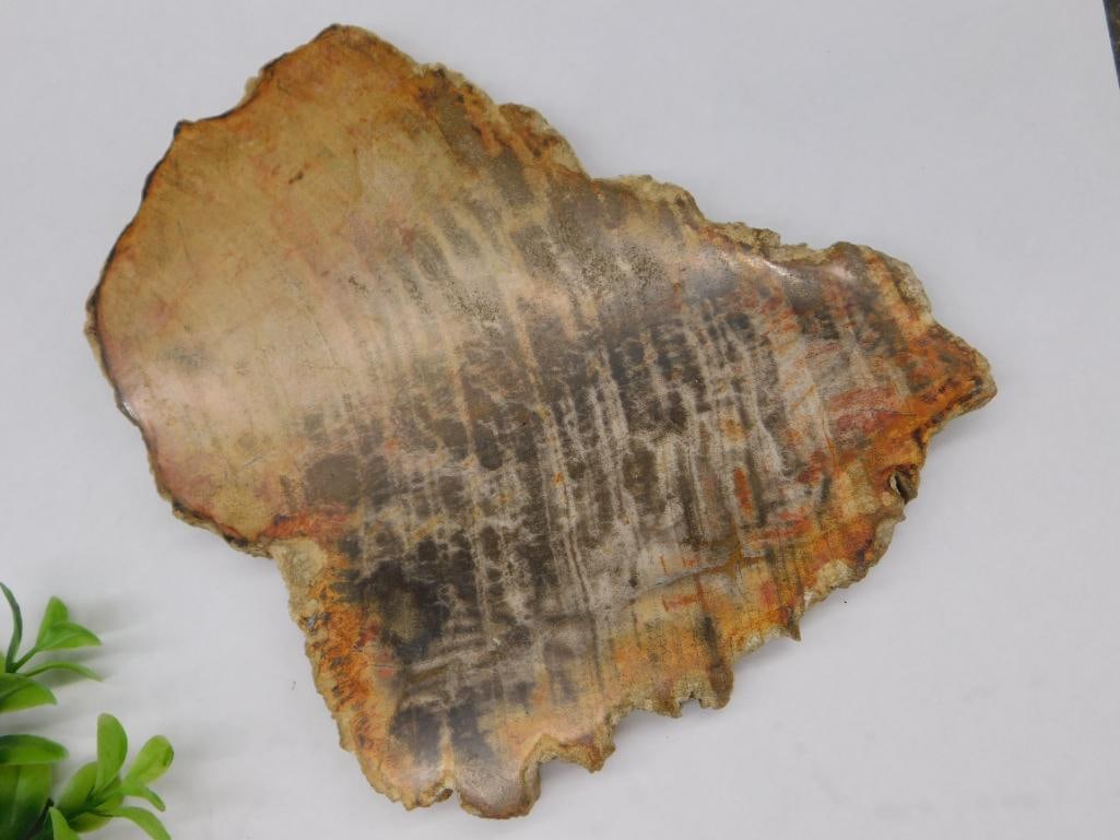 Petrified Wood Slab with Patterns ROCK STONE LAPIDARY SPECIMEN: Petrified Wood Slab with Patterns ROCK STONE LAPIDARY SPECIMEN