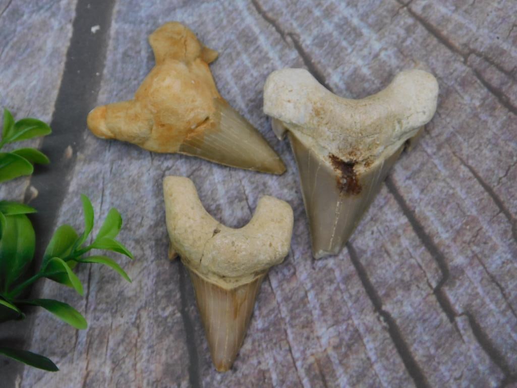 SHARK TEETH ROCK STONE LAPIDARY SPECIMEN: SHARK TEETH ROCK STONE LAPIDARY SPECIMEN