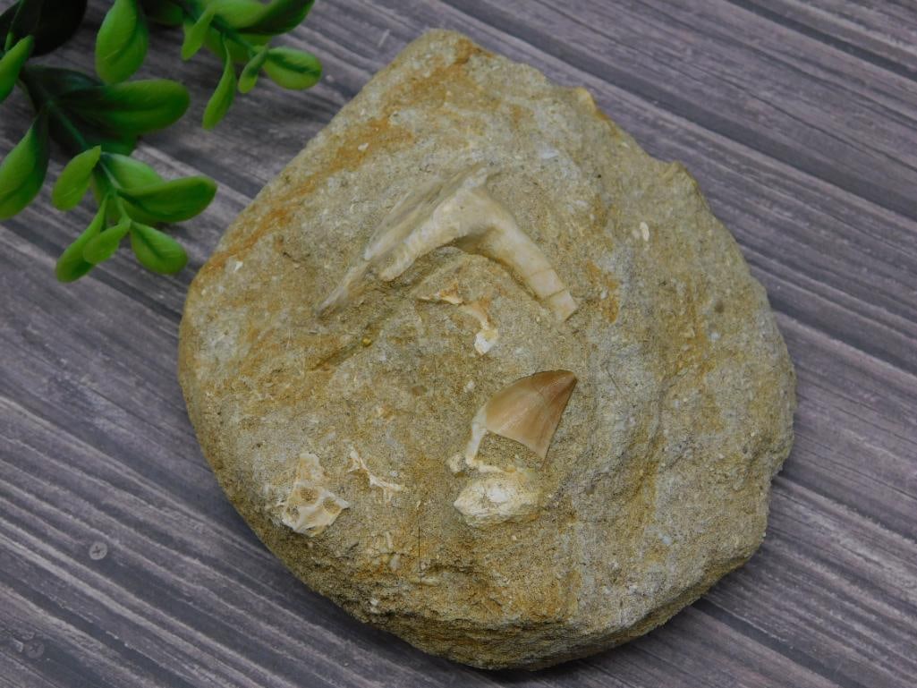 ENCHODUS FOSSIL ROCK STONE LAPIDARY SPECIMEN: ENCHODUS FOSSIL ROCK STONE LAPIDARY SPECIMEN